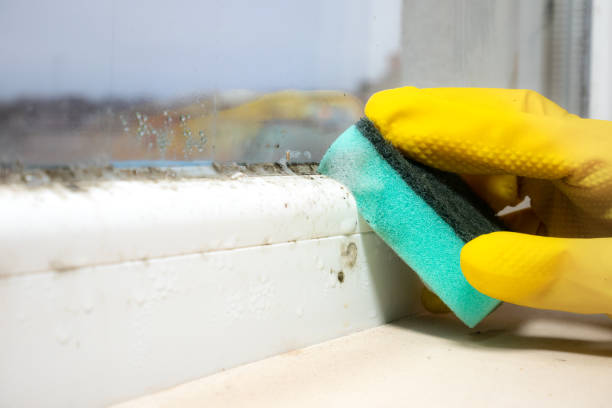 Best Attic Mold Remediation in Twin Falls, ID